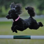 Martha - Jumping an agility course fence