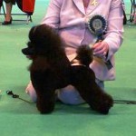 Jordan – Ch Sherrygold Witches Magic – Crufts 2007