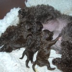 Poodle Puppies - 12 Hours old