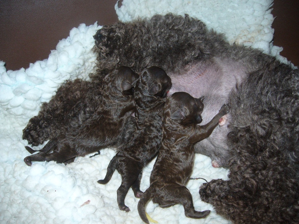 Poodle Puppies - 12 Hours old