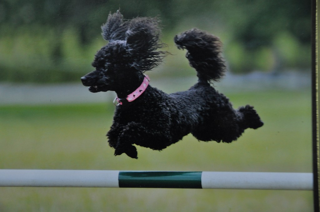 Martha - Jumping an agility course fence