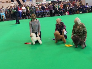 Petal & Cara Crufts 2014